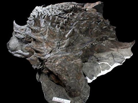 Fosil nodosaurus yang ditampilkan di museum 