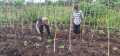 Bhabinkamtibmas Polsek Pelangiran Pantau Perkembangan Tanaman Hortikultura di Desa Tagagiri Tama Jaya