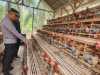 Melalui Program Ayam Petelur, Polsek Sabak Auh Dukung Ekonomi dan Ketahanan Pangan Warga