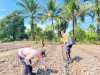 Jagung Pipil Terus Dirawat, Polsek Sabak Auh Pastikan Program Ketahanan Pangan Berjalan Optimal