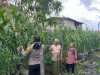 Polisi Cinta Petani, Bhabinkamtibmas Tagaraja Turun ke Ladang Pantau Jagung demi Ketahanan Pangan