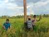 Polsek Sungai Batang Panen Padi Bersama Warga, Dukung Ketahanan Pangan