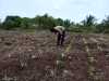 Bhabinkamtibmas Polsek Mandah Cek Perkembangan Tanaman Jagung di Lahan PT RSA, Dukung Swasembada Pangan