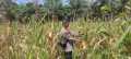 Polsek Sabak Auh Pantau Lahan Jagung Pipil Program Asta Cita, Pertumbuhan Masih Terpantau Baik