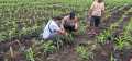 Polisi Turun ke Ladang: Pastikan Pertumbuhan Jagung di Tagagiri Tama Jaya Berjalan Baik