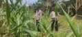 Polsek Sabak Auh Turun Langsung Pantau Jagung Pipil Program Asta Cita di Siak
