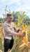 Jelang Panen, Polsek Sabak Auh Pantau Tanaman Jagung Program Ketahanan Pangan Asta Cita