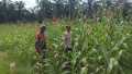 Dukung Ketahanan Pangan, Bhabinkamtibmas Sabak Auh Monitoring Lahan Jagung Pipil