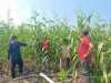 Tanaman Jagung Tumbuh Optimal, Polsek Sungai Batang Turun Langsung Monitoring Lahan 2 Hektare di Benteng