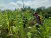 Bhabinkamtibmas Polsek Pelangiran Pantau Perkembangan Tanaman Jagung di Desa Rotan Semelur