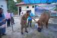 Desa Bukit Melintang Jadi Lokasi Penyerahan Sapi Kurban Presiden, Bobotnya Capai 923 Kg