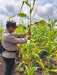 Polsek Pelangiran Monitoring Tanaman Jagung Program Ketahanan Pangan di Bagan Jaya