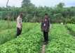 Polsek Tanah Merah Kawal Program Hortikultura Bayam di Desa Tanah Merah