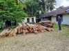 Dituding Tak Mampu Tertibkan Ilegal Logging, Kapolres Kampar Beri Bukti Nyata Puluhan Tual Kayu Ilog Diamankan